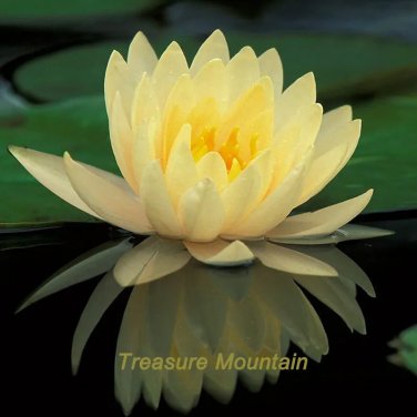 Rare 1 Professional Pack, 1 seeds / pack, Golden Nelumbo Nucifera Lotus Flower