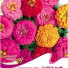Rare 1 Original Pack, 40 seeds Mix Garden Youth-And-Old-Age Common Zinnia