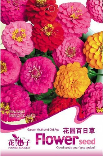 Rare 1 Original Pack, 40 seeds Mix Garden Youth-And-Old-Age Common Zinnia