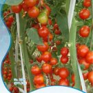 Rare 1 Original Pack, 10 seeds / pack, Red Cherry Tomato Seeds