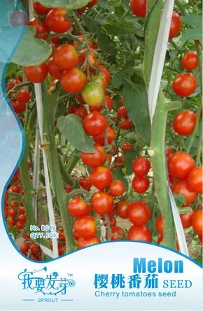 Rare 1 Original Pack, 10 seeds / pack, Red Cherry Tomato Seeds