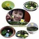 Rare 5 Seeds / Pack, Mini Nymphaea Caerulea Asian Water Lily Lotus Pod Flower Seeds