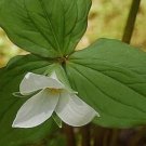 Rare 100 White Trillium Wildflower Seeds
