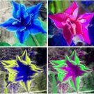 Rare 100PCS Platycodon grandiflorus Mixed Seeds