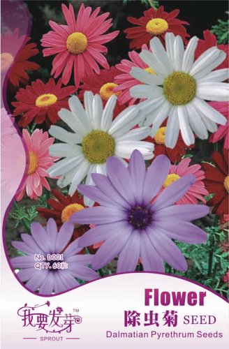 Rare 60 seeds / pack, Fresh Mix Pyrethrum Robinsons Colorful Flowers