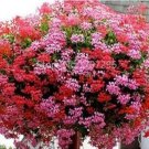 Rare 100 PCS Ivy Leaf Geranium Mixed Pink & Red Flower Seeds