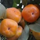 Rare 100 PCS Asian Persimmon Seeds