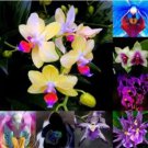 Rare 100 PCS Mirabilis Jalapa Four o'clock Flower Seeds