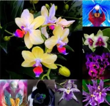 Rare 100 PCS Mirabilis Jalapa Four o'clock Flower Seeds