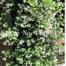 Rare 100 PCS Rare Climbing Jasmine Flower Seeds