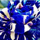 Rare 3 PCS Adenium obesum Seeds Blue with White Stripes