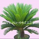 Rare 10 PCS Cycas Tree Seeds