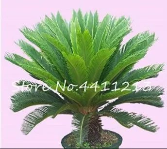 Rare 10 PCS Cycas Tree Seeds