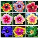 Rare 100 PCS Giant Hibiscus Mixed Flower Seeds