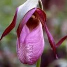 Rare 100 PCS Pink Lady's Slipper Moccasin Flower (Cypripedium acaule) Orchid Seeds