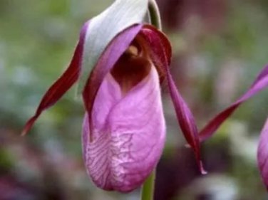 Rare 100 PCS Pink Lady's Slipper Moccasin Flower (Cypripedium acaule) Orchid Seeds