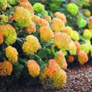 Rare 100 PCS Rare Hydrangea Seeds Light Orangish Red with Green Colors