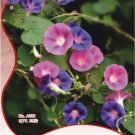 Rare 10 Original Packs, 25 seeds / pack, Heavenly Mix Morning Glory Vine Seeds