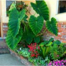 Rare 100 PCS Giant Elephant Seeds Dark Green Color