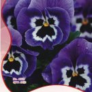 Rare 10 Original Packs, 60 seeds / pack, Giant Blue Pansy Seeds