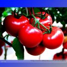 Rare 'Sami' Big Bright Red Tomato Hybrid F1 Fruit 100 Seeds