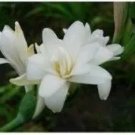 Rare 100 PCS Tuberose Seeds White Flowers