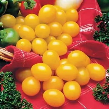 Rare Ildi Tomato Seeds, Professional Pack, 100 Seeds