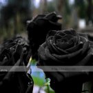 Rare 1 Professional Pack, 50 seeds / pack, Turkey Black Rose Shrub Plant Flower Seed