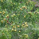 Rare 1 Professional Pack, 20 seeds / pack, Ziziphus Jujube Seeds