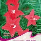 Rare 1 Original Pack, 10 seeds / pack, Red Cypress Vine Humming Bird Vine Perennial Climbing