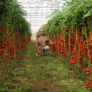 Rare Tsifomandra Tomato Tree Seeds, professional pack, 100 Seeds