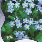 Rare 10 Original Packs, 60 seeds / pack, Fresh Perennial Flower Ground Cover Seeds