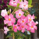 Rare Mandevilla Vine, Pink 100 seeds