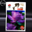 Rare Heirloom Wild Red / Purple Lotus Flower Seeds, Original Pack, 5 Seeds
