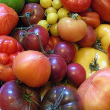 Rare 1 Professional Pack, 1000 seeds / pack, Mix Tomato Seeds