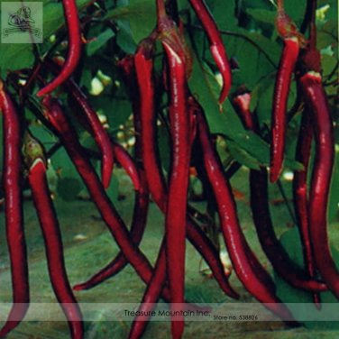 Rare Hangzhou Red Long Eggplant F1 Vegetable Seeds, Al pack, 200 Seeds