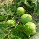 Rare Japanese Sweet Treasure Melon Seeds - Early Maturing 80 Seeds