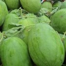 Rare Yellow Flesh Watermelon Seeds - Sweet & Small Gifting Melon 20 pcs