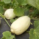 Rare Qingzhou Silver Melon Seeds - Heritage Variety, Sweet Crisp Melon - High Yield 1 bag/1 gram