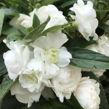 Rare White Garden Balsam Double Flower Seeds - Camellia, Al pack, 100 Seeds