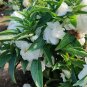 Rare White Garden Balsam Double Flower Seeds - Camellia, Al pack, 100 Seeds
