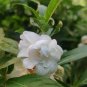 Rare White Garden Balsam Double Flower Seeds - Camellia, Al pack, 100 Seeds