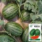 Rare Super Sweet 2K' Watermelon 10 Seeds