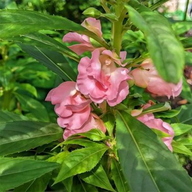 Rare Pink Garden Balsam Double Flower Seeds - Double Camellia 100 Seeds