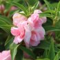 Rare Pink Garden Balsam Double Flower Seeds - Double Camellia 100 Seeds