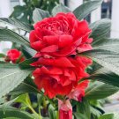 Rare Red Garden Balsam Double Flower Seeds - Long Lasting Summer 100 Seeds