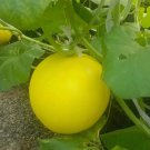 Rare Hongyu Melon 20 Seeds – High-Sugar Sweet Melon Variety with Orange Skin & Flesh