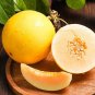Rare Hongyu Melon 20 Seeds – High-Sugar Sweet Melon Variety with Orange Skin & Flesh