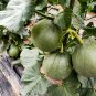 Rare Emerald Melon 50 Seeds - Early Maturing, High Brix, Dark Green Skin