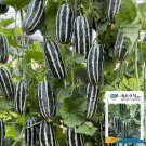 Rare Feitian Hybrid Sweet Melon 20 Seeds - High Brix, Crisp Juicy Texture, High Yield